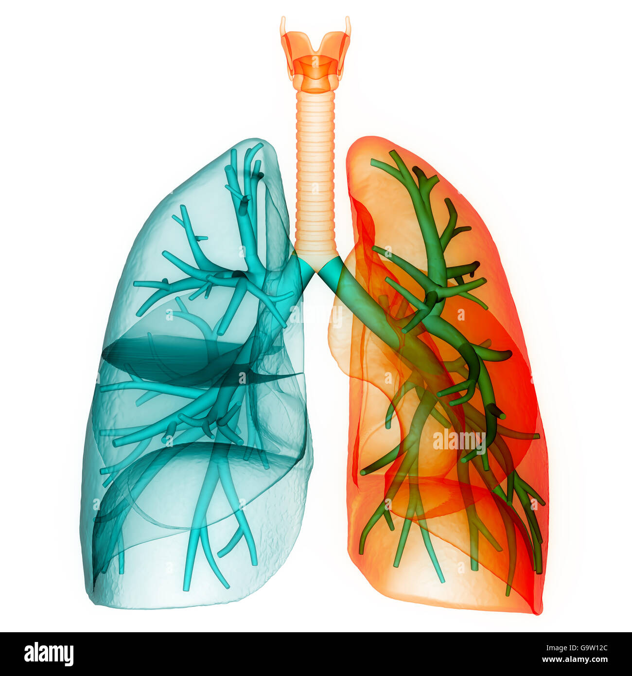 Umano Sistema respiratorio polmoni anatomia Foto Stock