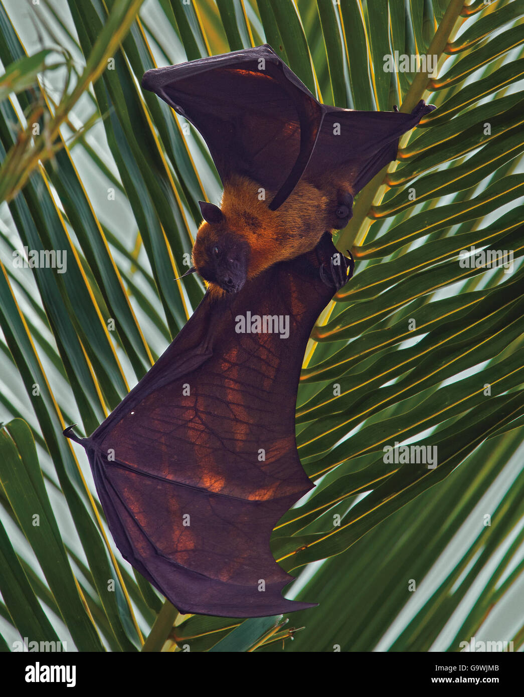 Flying Fox, Pteropus hypomelanus, pendenti da Palm tree in Maldive Foto Stock