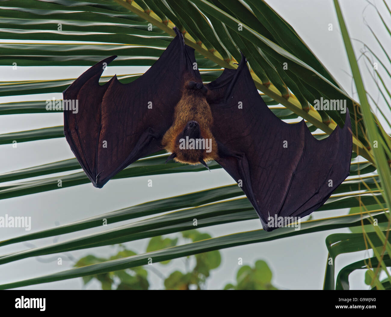 Flying Fox, Pteropus hypomelanus, pendenti da Palm tree in Maldive Foto Stock