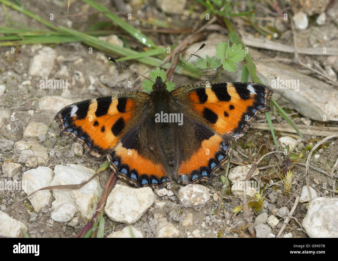 Piccola tartaruga butterfly (Aglais urticae) in Hampshire, Inghilterra Foto Stock