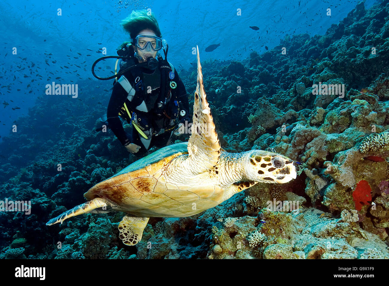 Scuba Diver e la tartaruga embricata, Dahab, Sinai, Egitto, Golfo di Aqaba il Mare Rosso, Africa / (Eretmochelys imbricata) Foto Stock