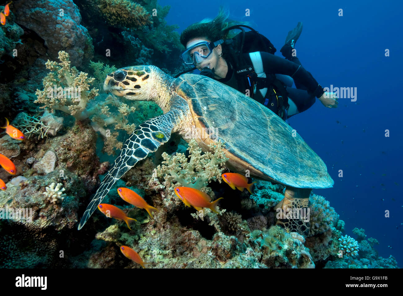 Scuba Diver e la tartaruga embricata, Dahab, Sinai, Egitto, Golfo di Aqaba il Mare Rosso, Africa / (Eretmochelys imbricata) Foto Stock