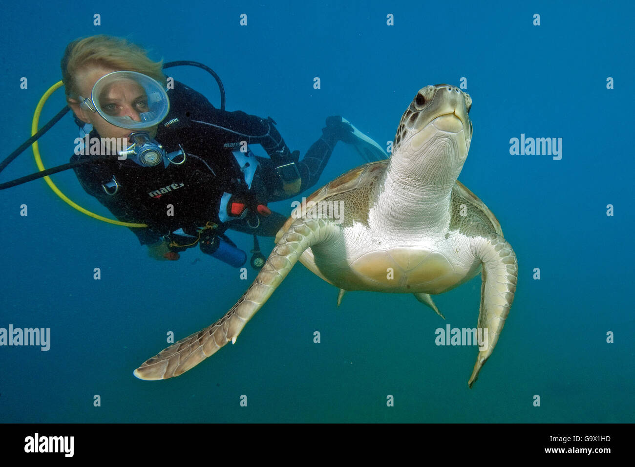Subacqueo e hawksbill tartarughe marine, isole Canarie, Spagna, Europa, Atlantic / (Eretmochelys imbricata) Foto Stock