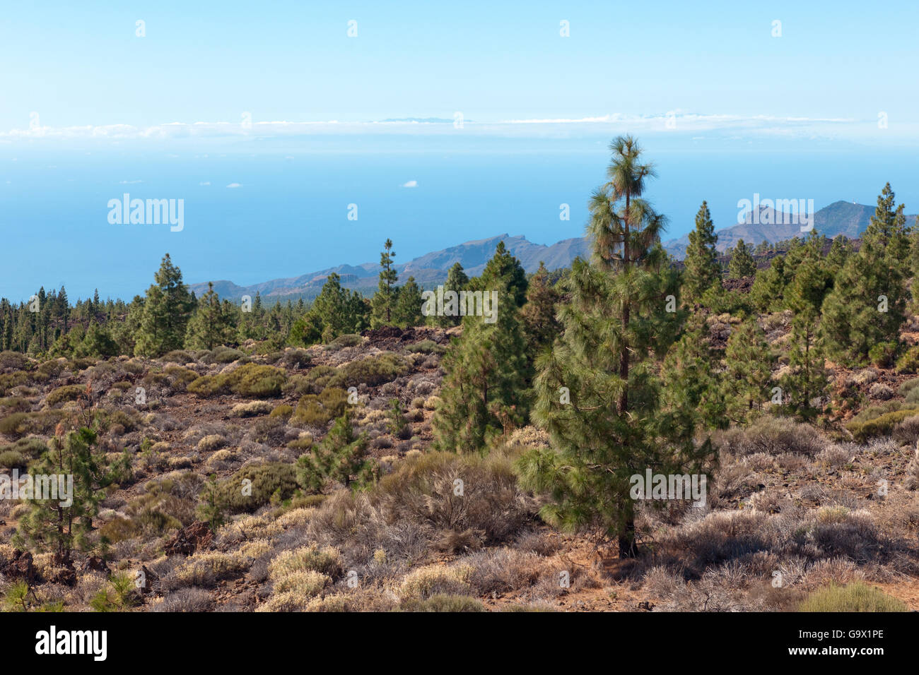 Alberi di pino sull altopiano, Tenerife Spagna Isole Canarie, Europa Foto Stock