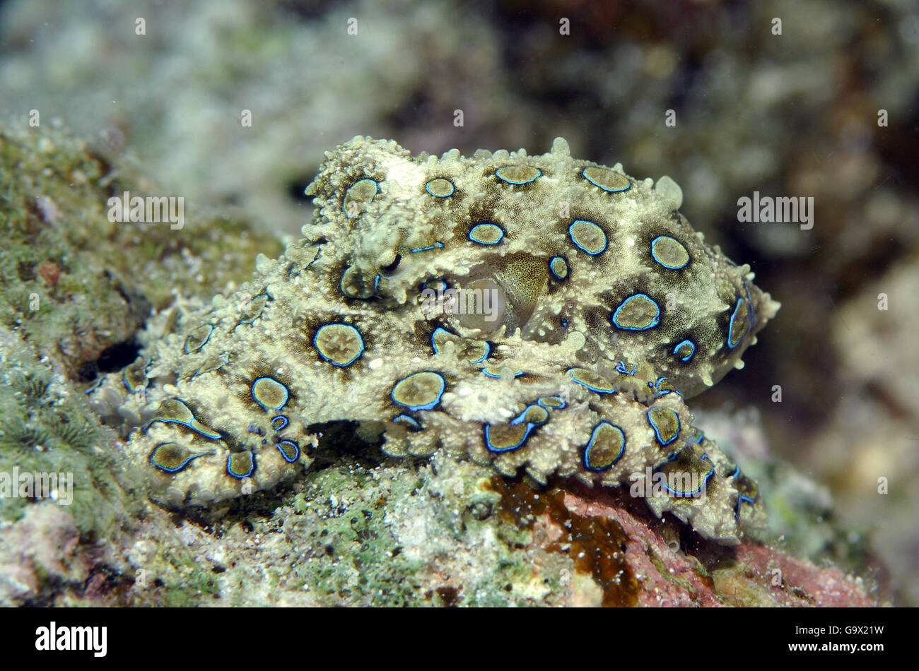 Maggiore blu-inanellati octopus, Cabilao, Visayas, Filippine, Asia / (Hapalochlaena lunulata) Foto Stock