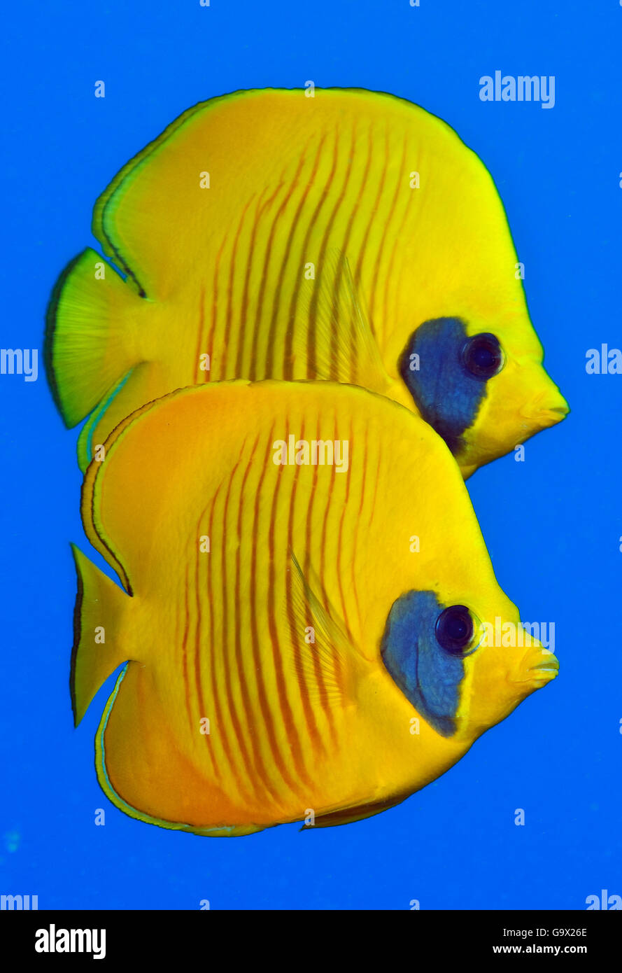 Bluecheek Butterflyfish, Mar Rosso Butterflyfish, Egitto, Africa, Mar Rosso / (Chaetodon semilarvatus) Foto Stock