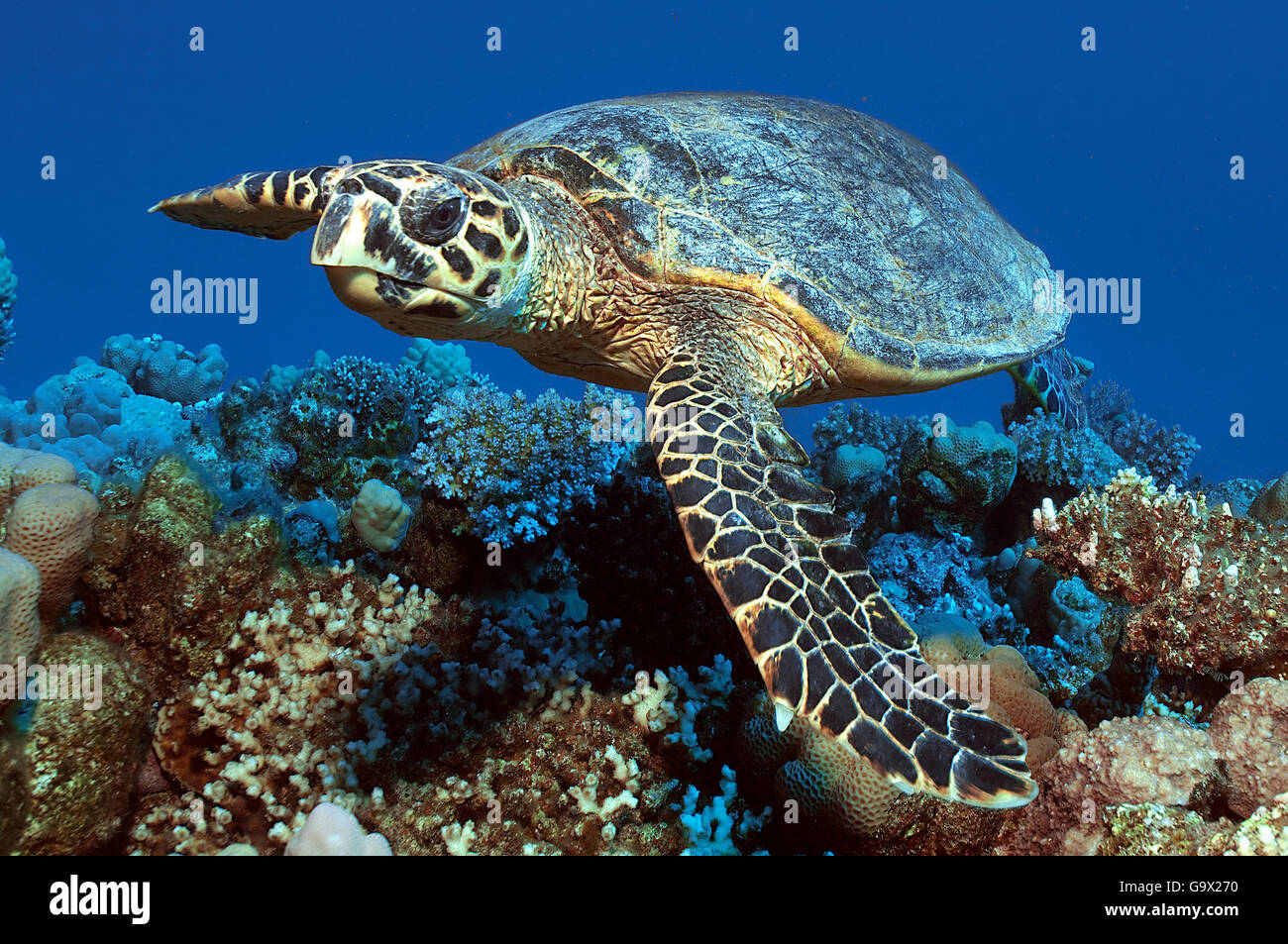 Hawksbill tartaruga di mare, Ras Port Ghalib, Egitto, Africa, Mar Rosso / (Eretmochelys imbricata) Foto Stock