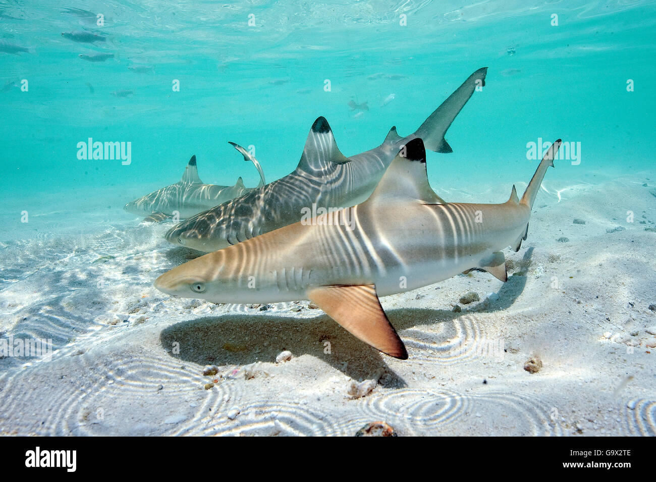 I capretti Blacktip Shark Reef, maneater, il pacifico, l'oceano indiano, Mar Rosso / (Carcharhinus melanopterus) Foto Stock