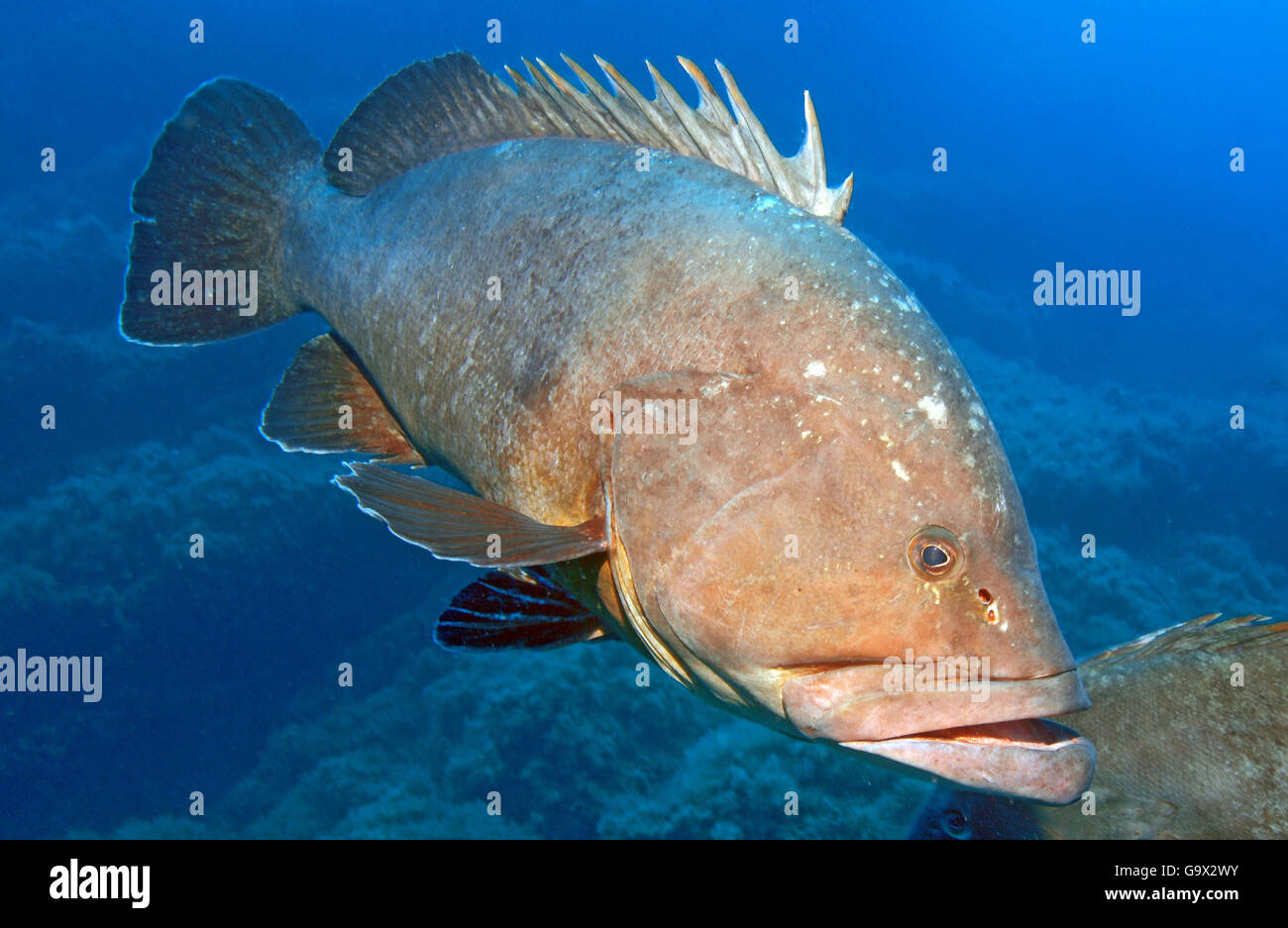 Dusky cernie / (Epinephelus marginatus) Foto Stock