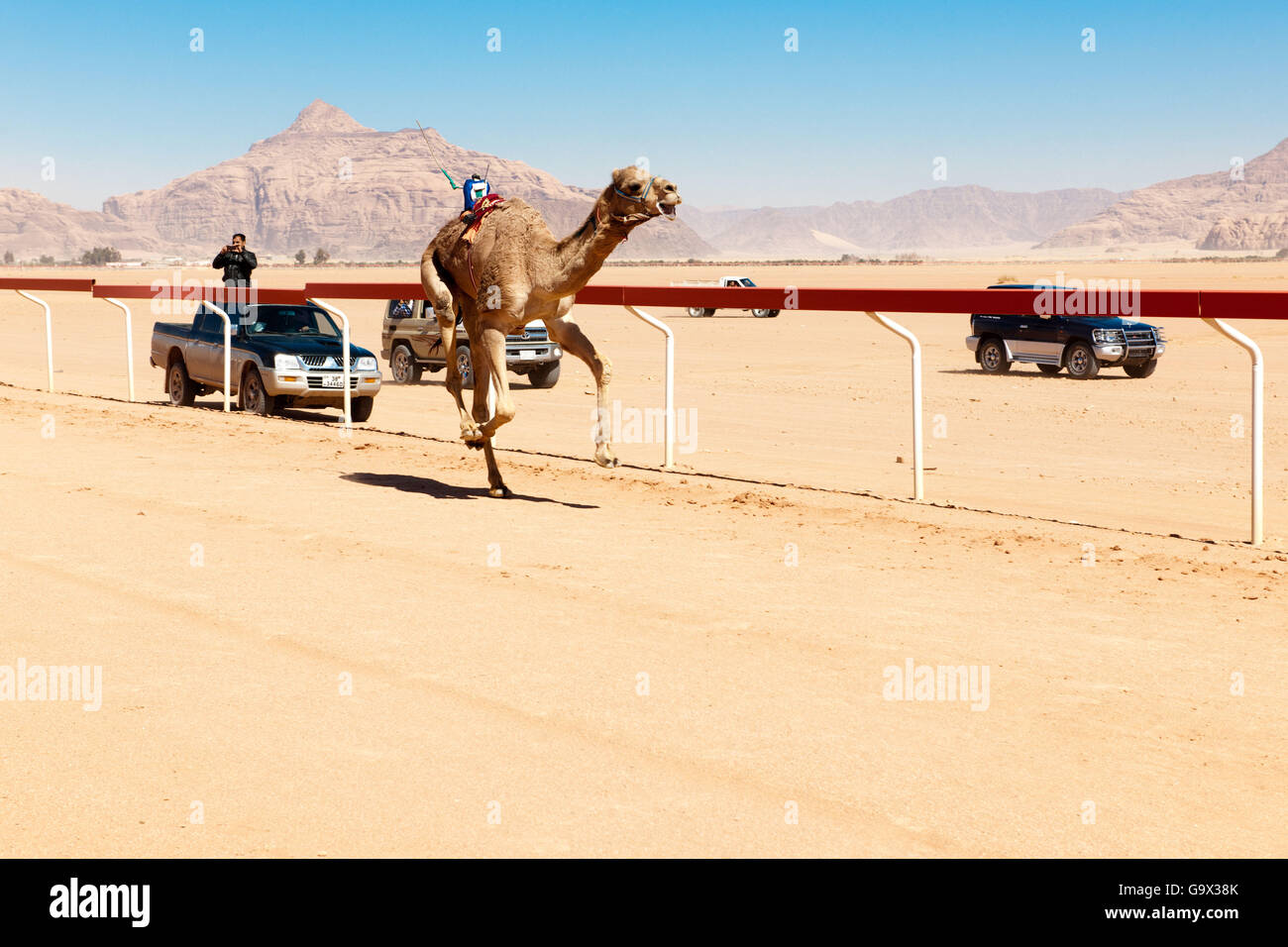 Ufficiali di gara di cammello, corse di cammelli arabe, electronic jockey,  pista per le corse di cammelli di Disi, Wadi Rum, Giordania, Asia Minore  Foto stock - Alamy