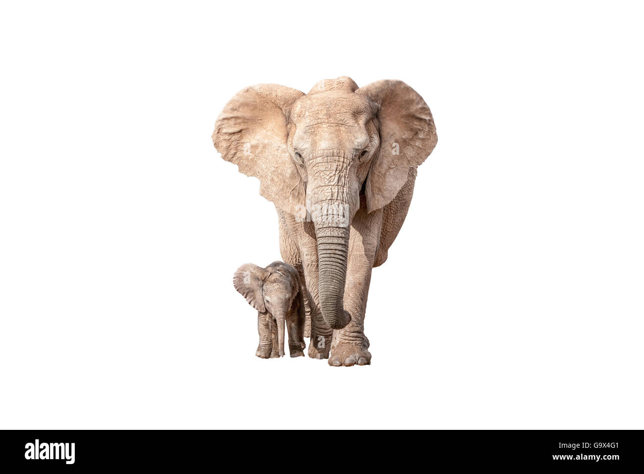 Un piccolo elefante di vitello, Loxodonta africana, camminando accanto a sua madre, isolato su bianco Foto Stock