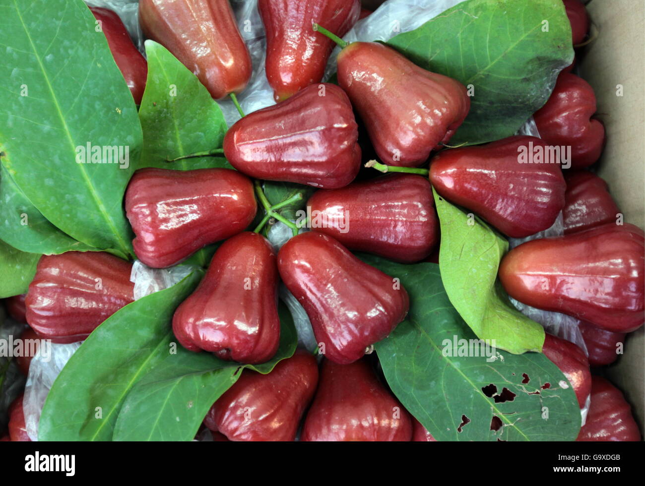 Rosa mela o Chum Poo presso il Pak Khlong cibo Markt di Banglamphu nella città di Bangkok in Thailandia in Suedostasien. Foto Stock