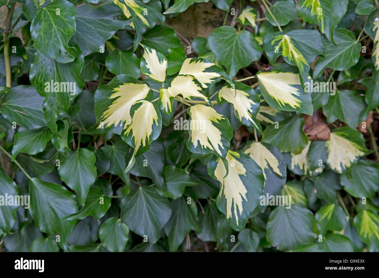 Ivy con foglie variegato Kiffsgate giardini di corte Mickleton Costwolds REGNO UNITO Foto Stock