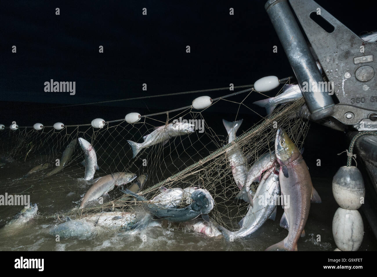 I pescatori alaggio nel Salmone Sockeye (Oncorhynchus nerka) in reti da imbrocco sulla barca, fiume Naknek, Bristol Bay, Alaska, STATI UNITI D'AMERICA, luglio 201 Foto Stock