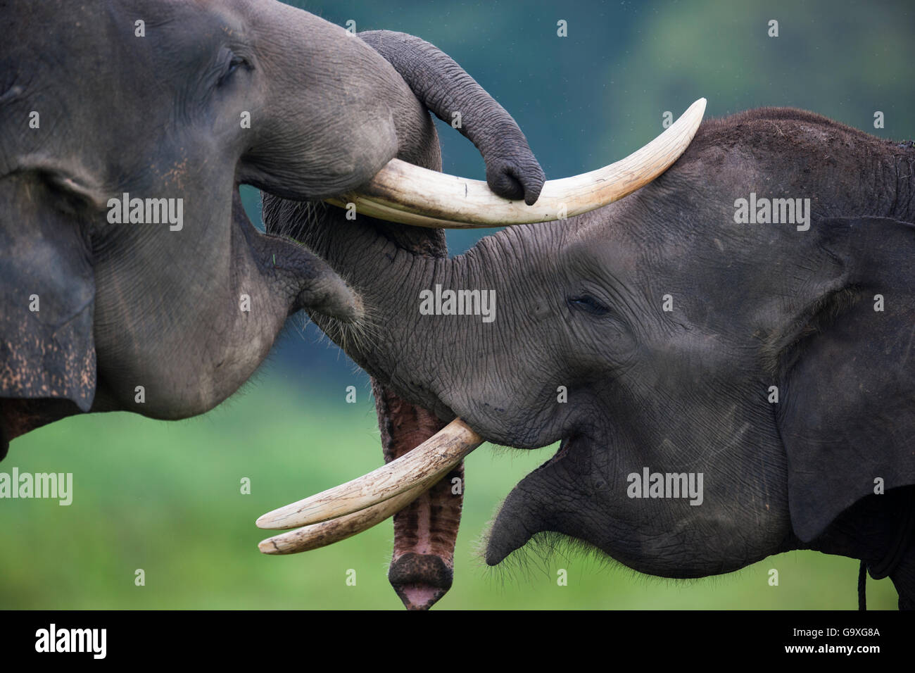 Elefanti asiatici (Elephas maximus). A causa della deforestazione vi è oltre la popolazione di elefanti nella foresta rimanente. Pertanto il governo indonesiano stanno catturando e addomesticare questi elefanti. Modo Kambas National Park, Sumatra, Indonesia. Foto Stock