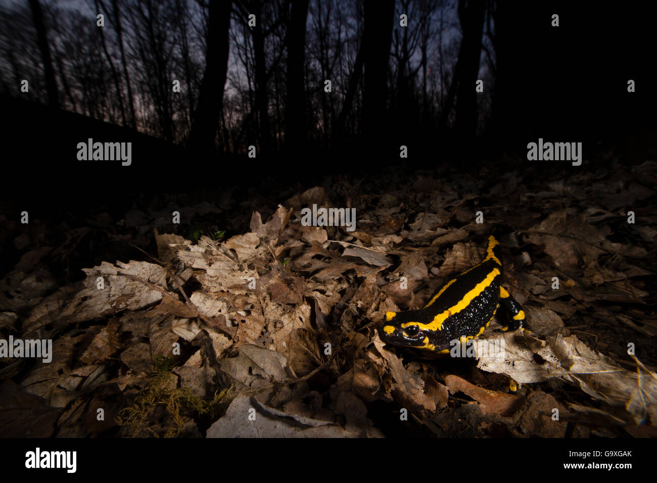 Salamandra pezzata (Salamandra salamandra) nella foresta al tramonto, Yonne, Borgogna, in Francia, in aprile. Foto Stock