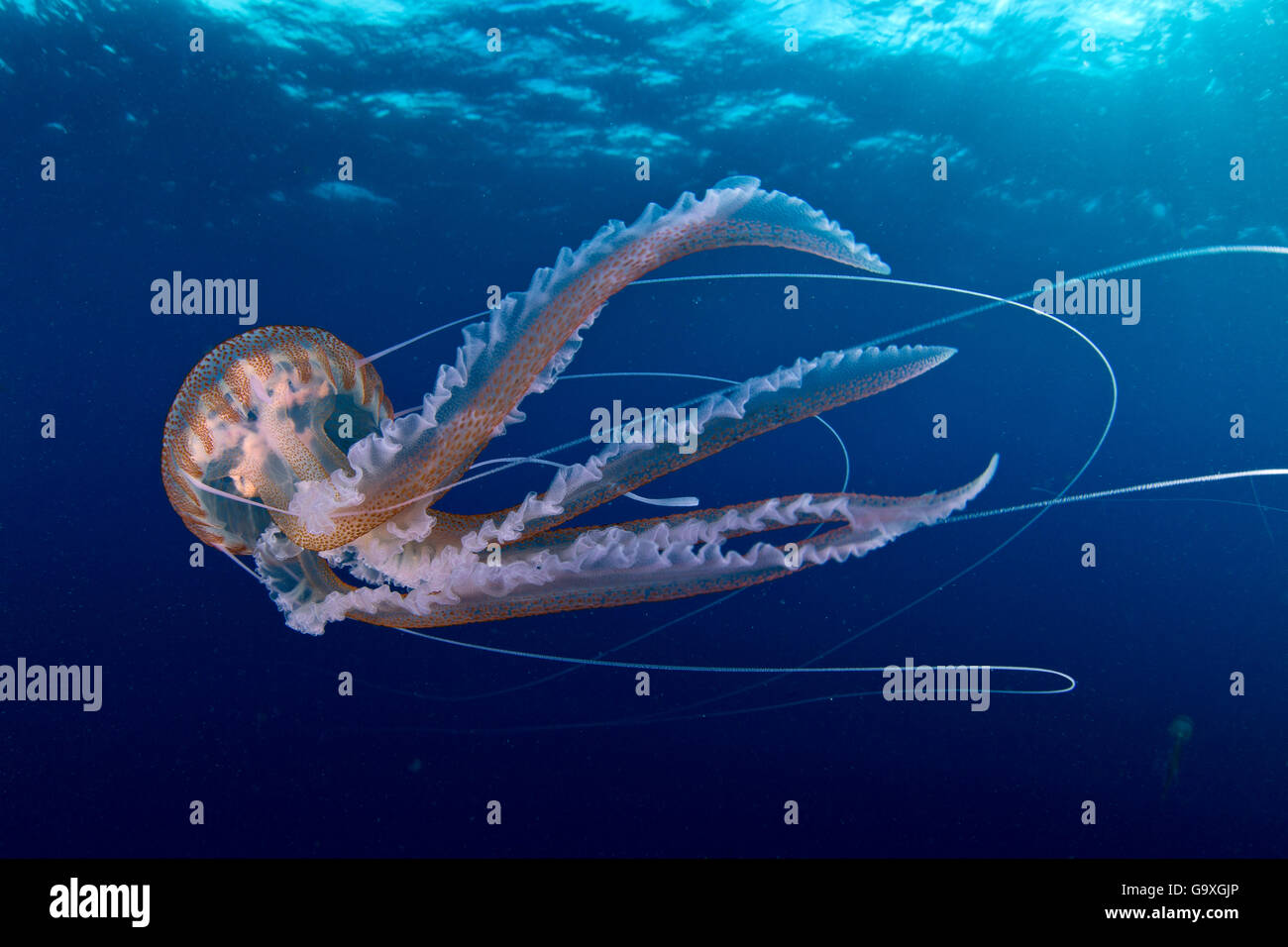 Viola meduse stinger (Pelagia noctiluca) Santa Maria Island, Azzorre, Portogallo, Oceano Atlantico. Foto Stock