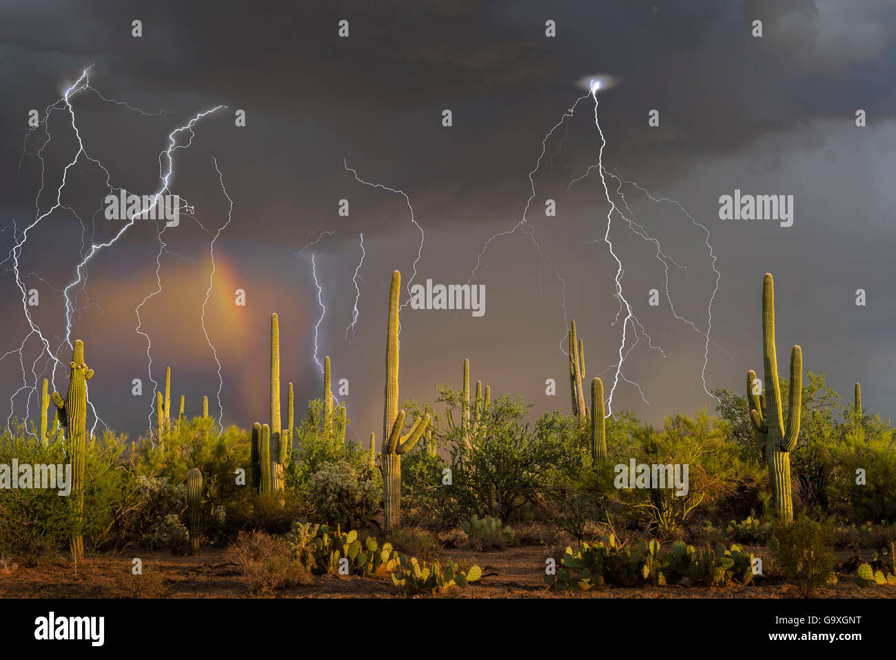 I temporali con rainbow su cactus Saguaro (Carnegiea gigantea) vicino Redrock, Arizona State fiducia, Deserto Sonoran, Arizona. Settembre 2015. Esposizione a lungo con i fulmini trigger. Foto Stock