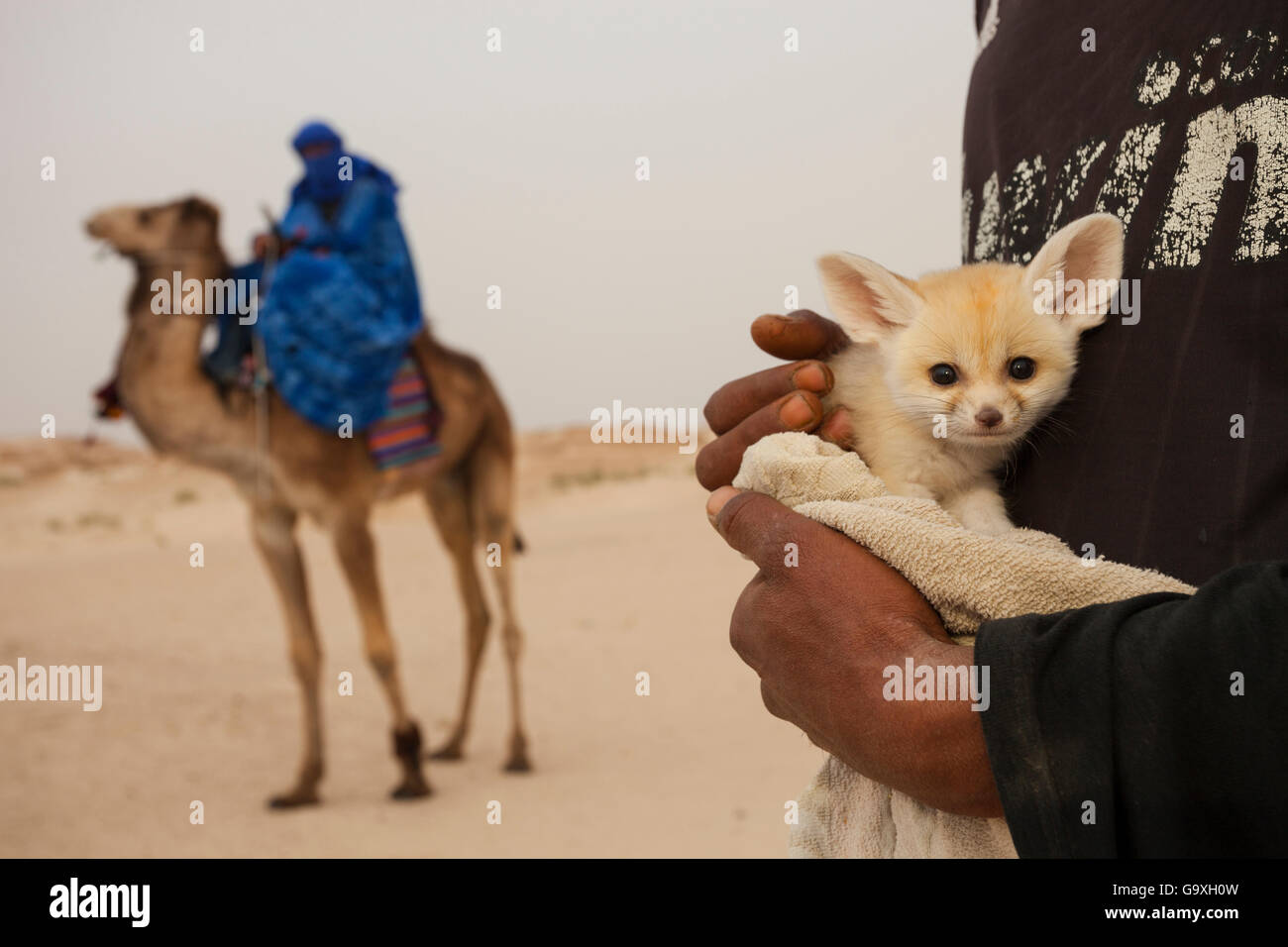 Fennec volpe (Vulpes vulpes zerda) poche settimane vecchio cucciolo catturati allo stato selvatico e mostrata in un famoso trekking con il cammello sito per turisti nella speranza di venderlo o di essere pagati per le foto, Kebili governatorato. La Tunisia. Aprile 2013. Foto Stock