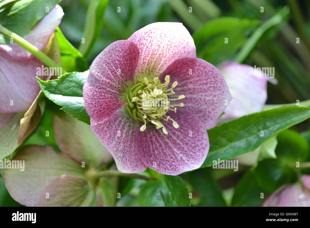 Di un bel colore rosa rosa di natale fiore, con fogliame verde in un giardino. Foto Stock