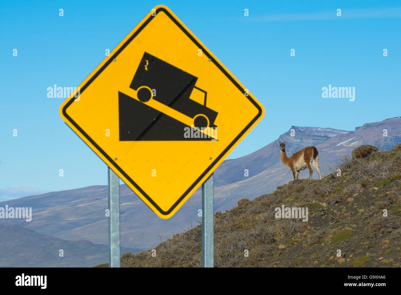 Guanaco (Lama guanicoe) accanto a un ripido pendio segno di avvertimento, Parco Nazionale Torres del Paine, Cile Foto Stock