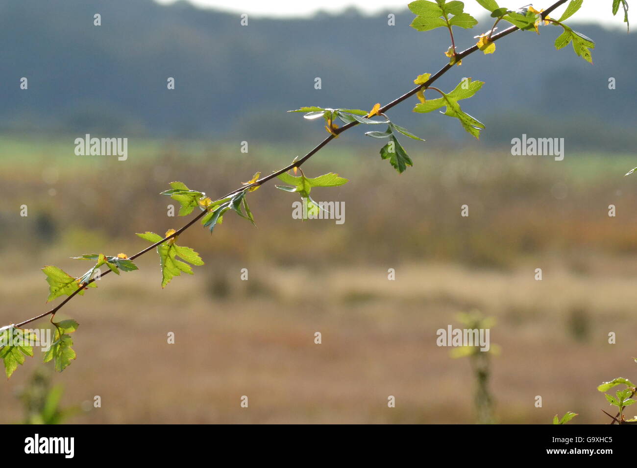 Biancospino foglie su un ramo di singolare, campo & hills in background Foto Stock