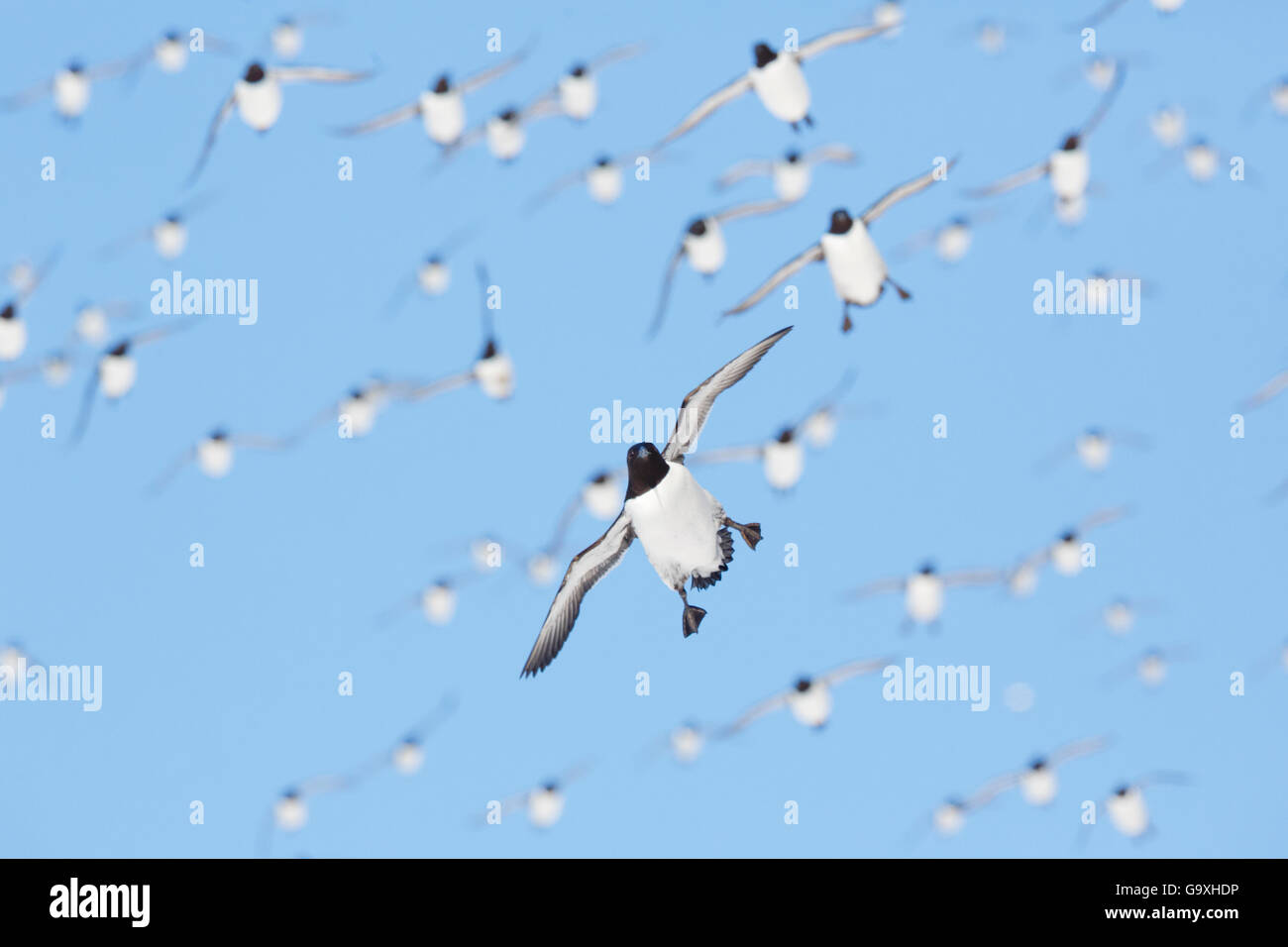 Comune di guillemot (Uria aalge) gregge, volteggiare al di fuori della colonia di allevamento a Hornoya birdcliff, Finnmark, Norvegia. Foto Stock