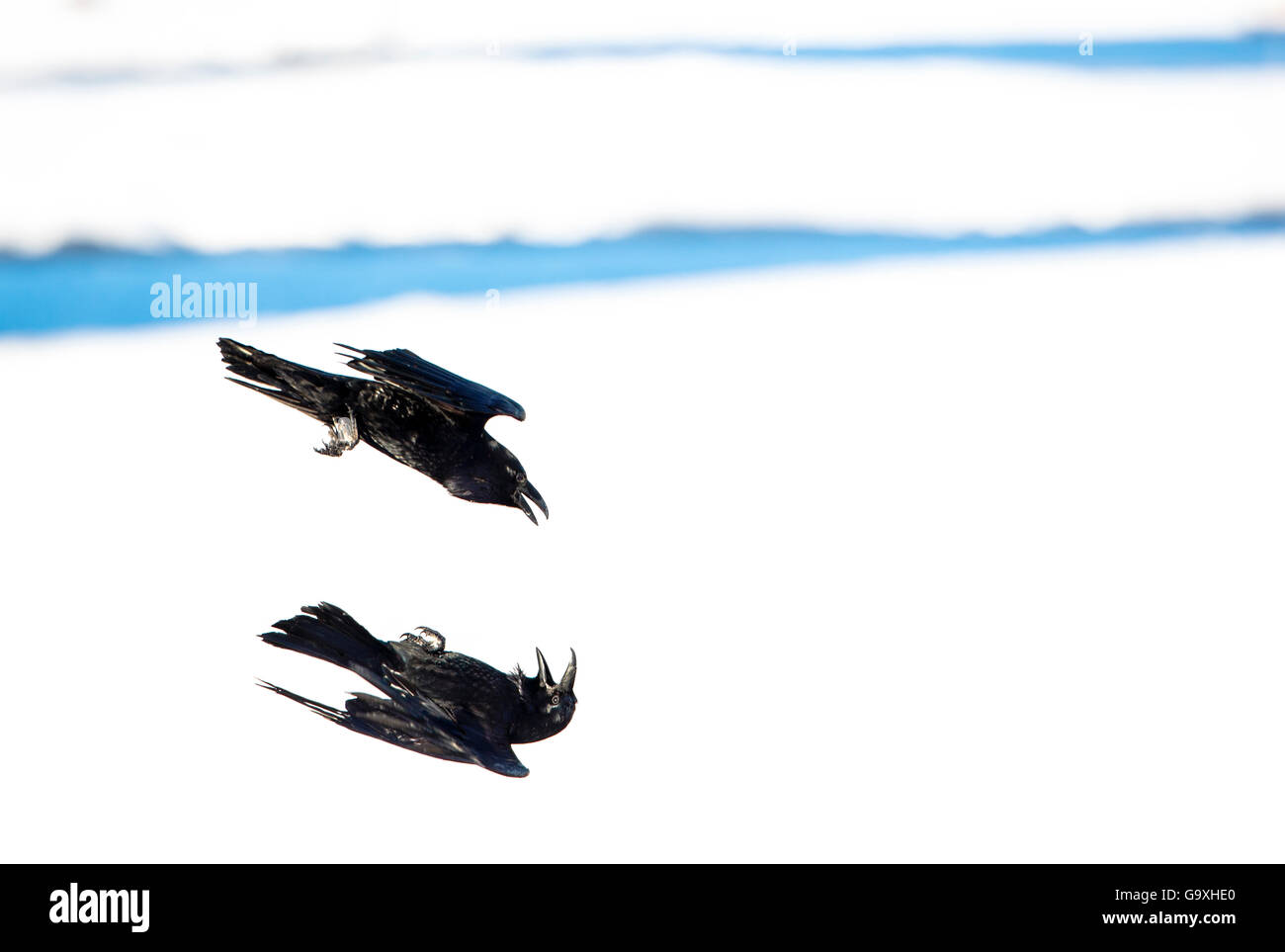 Comune di corvo imperiale (Corvus corax) coppia nel corteggiamento, battenti capovolto e chiamando, Hornoya bird cliff, Norvegia. Marzo. Foto Stock