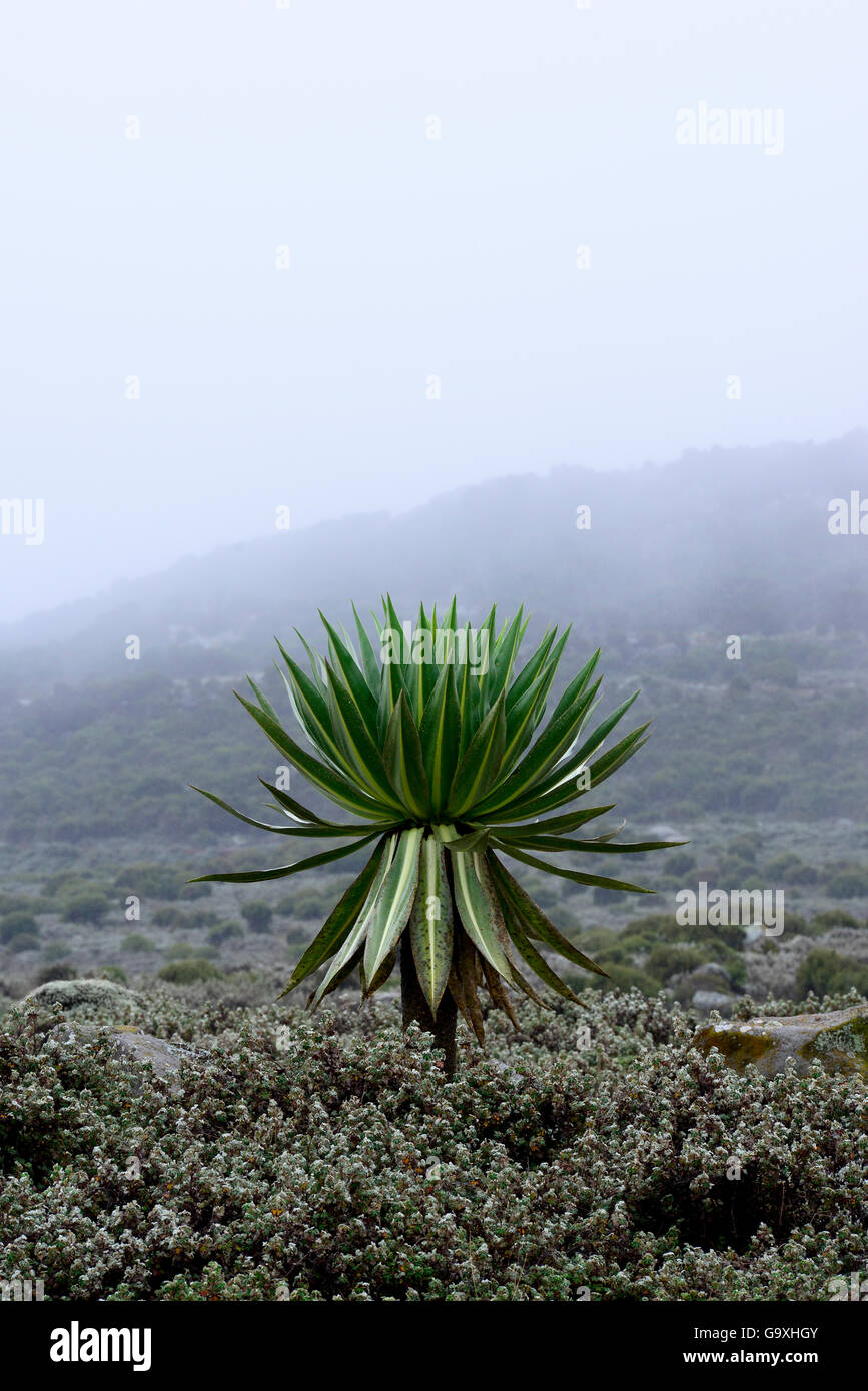 Lobelia gigante (Lobelia rhynchopetalum), . Sanetti Plateau, Bale Mountains National Park. Etiopia, Novembre 2014 Foto Stock