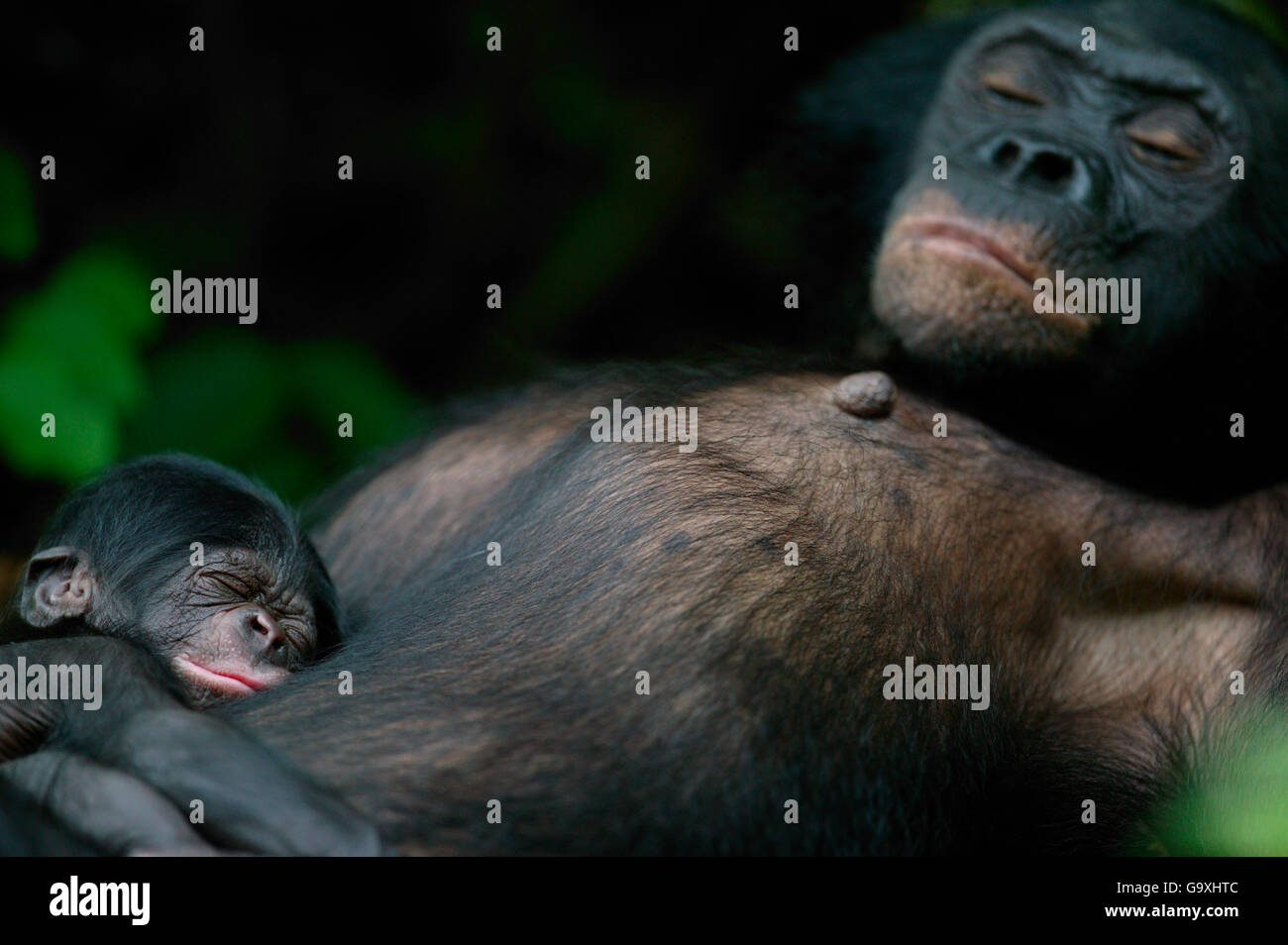 Bonobo (Pan paniscus) madre appoggiato con il suo neonato, Lola Ya Bonobo Santuario, Repubblica Democratica del Congo. Foto Stock