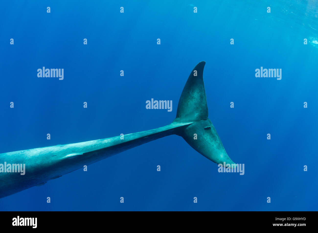 Pigmei balena blu (Balaenoptera musculus brevicauda) di coda, Mirissa, Sri Lanka, Oceano Indiano. Specie in via di estinzione. Sottospecie di balena blu. Foto Stock
