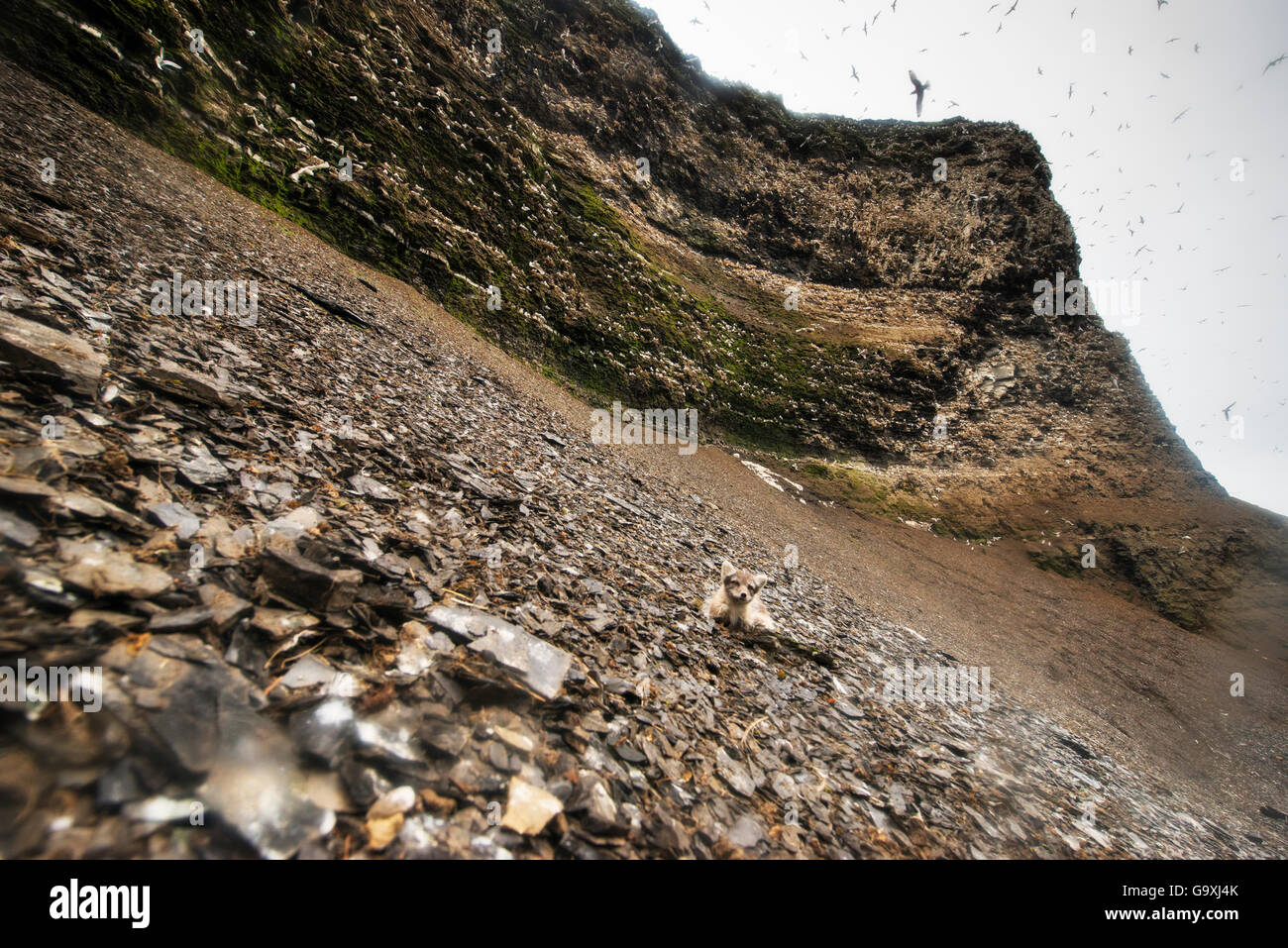 Arctic Fox (Alopex lagopus lagopus) in estate fur mimetizzata sulla riva, con Bird scogliera con 11.000 coppie riproduttrici di nero zampe (kittiwakes Rissa tridactyla) in background, Edgoya, Svalbard, Giugno. Foto Stock