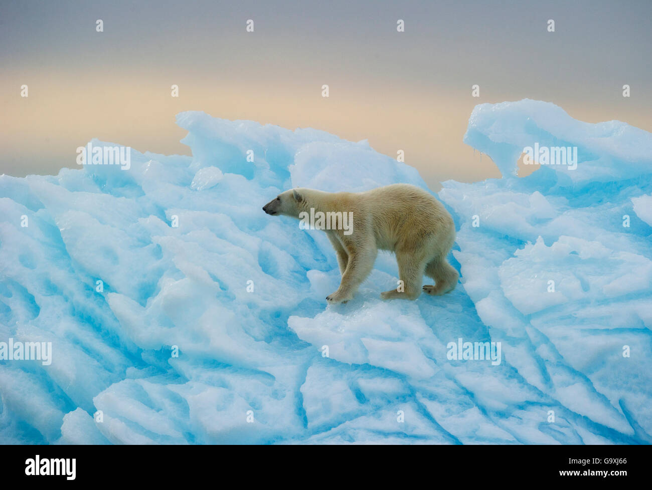 Orso polare (Ursus maritimus) camminare su blue ice, Nordaustlandet, Svalbard, Norvegia, Luglio. Foto Stock