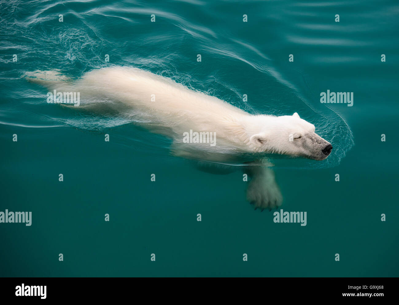 Orso polare (Ursus maritimus) nuoto, Nordaustlandet, Svalbard, Norvegia, Luglio. Foto Stock