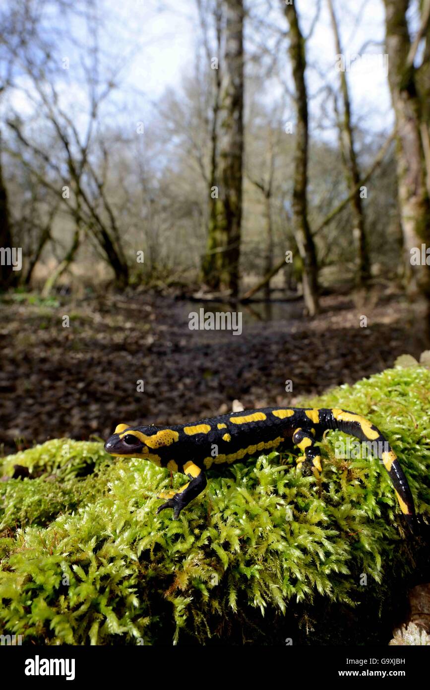 Salamandra pezzata (Salamandra salamandra) in habitat boschivo, Poitou, Francia. Marzo. Foto Stock