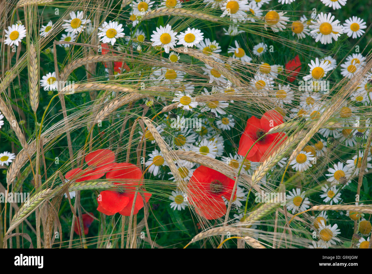 Campo di papavero (Papaver rhoeas) e mais camomilla (Anthemis arvense) crescente in organico di orzo (Hordeum vulgare) raccolto, Norfolk, Inghilterra, Regno Unito. Luglio. Foto Stock