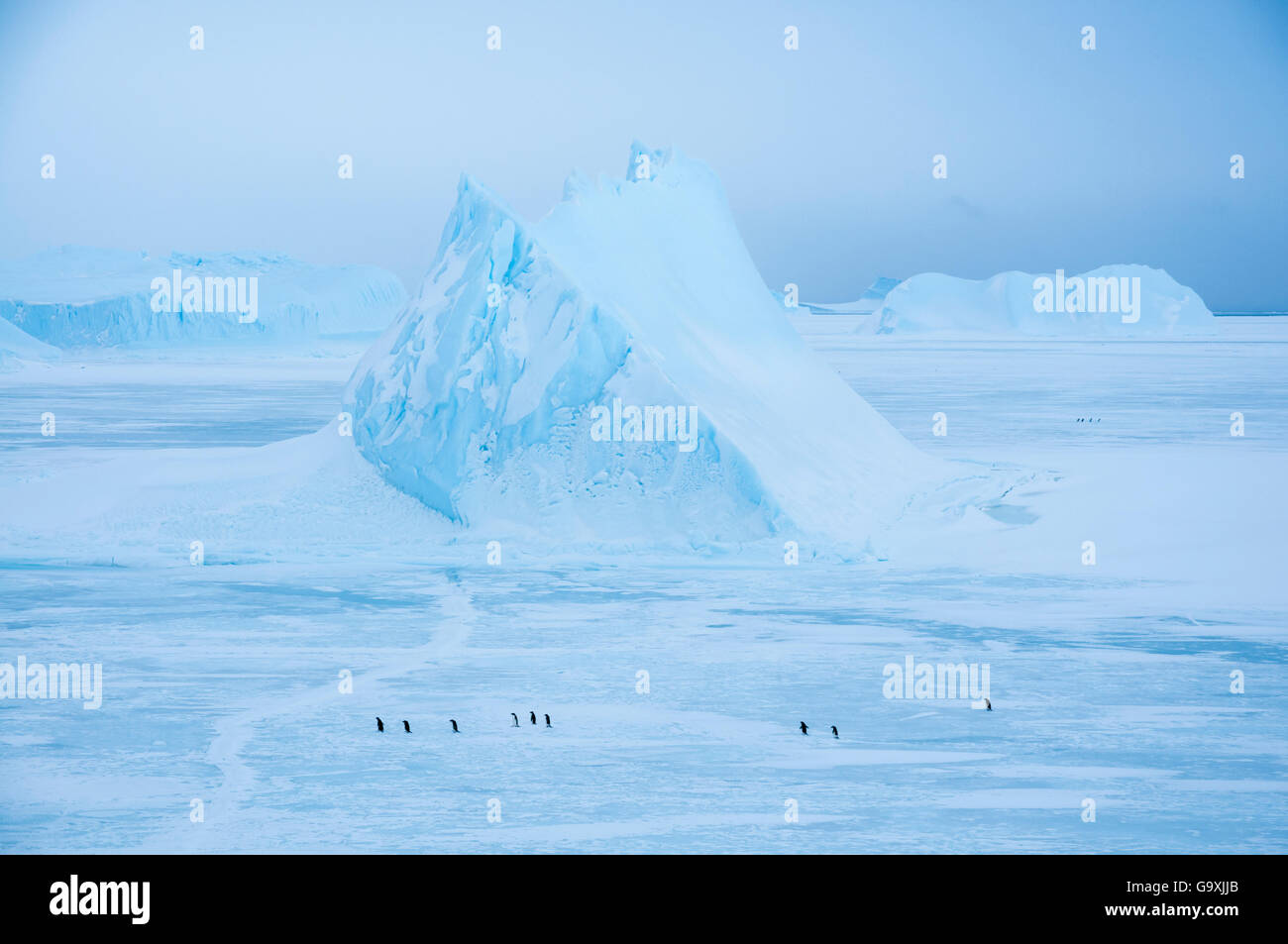 Adelie penguin (Pygoscelis adeliae) camminare sul mare stagionale del ghiaccio, passando congelati in iceberg, Vicino stazione Davis, Prydz Bay, East Antarctica, Novembre. Foto Stock