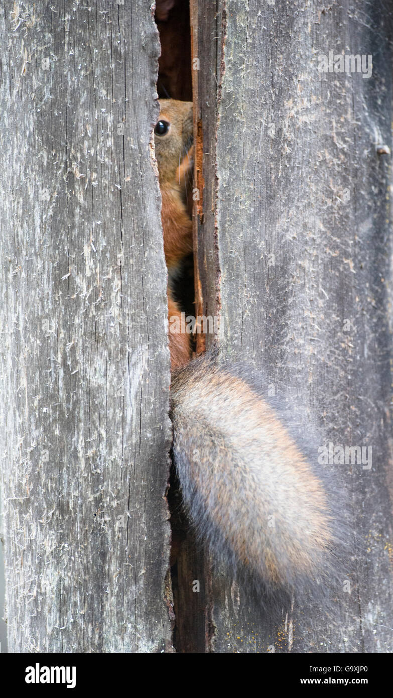 Red scoiattolo (Sciurus vulgaris), Stora Sjofallet National Park, Laponia, Lapponia, Svezia, Settembre. Foto Stock