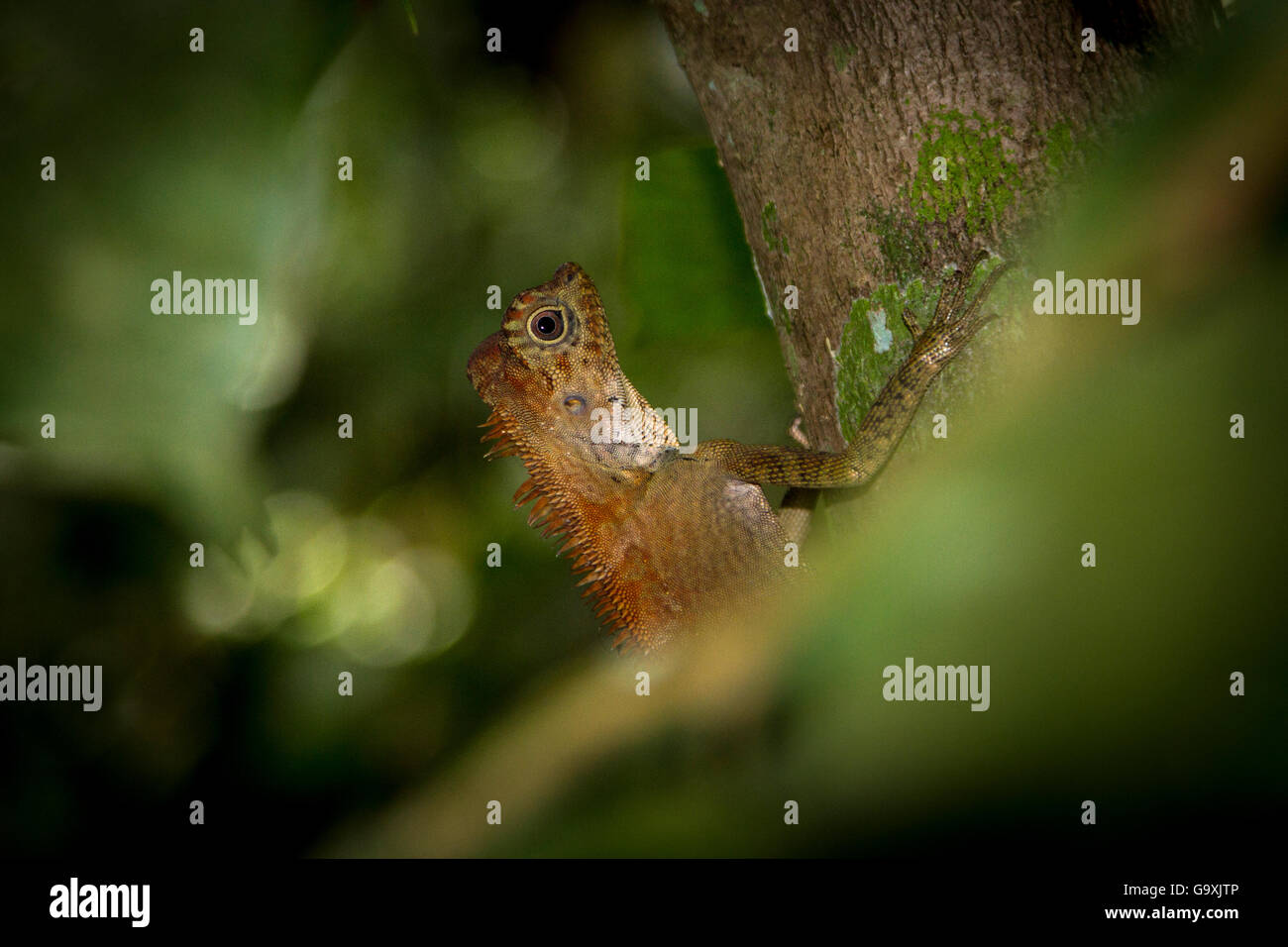Anglehead lizard (Gonocephalus borneensis) nella struttura ad albero, analizzato le molle, Sabah Borneo, Malaysia, maggio. Foto Stock