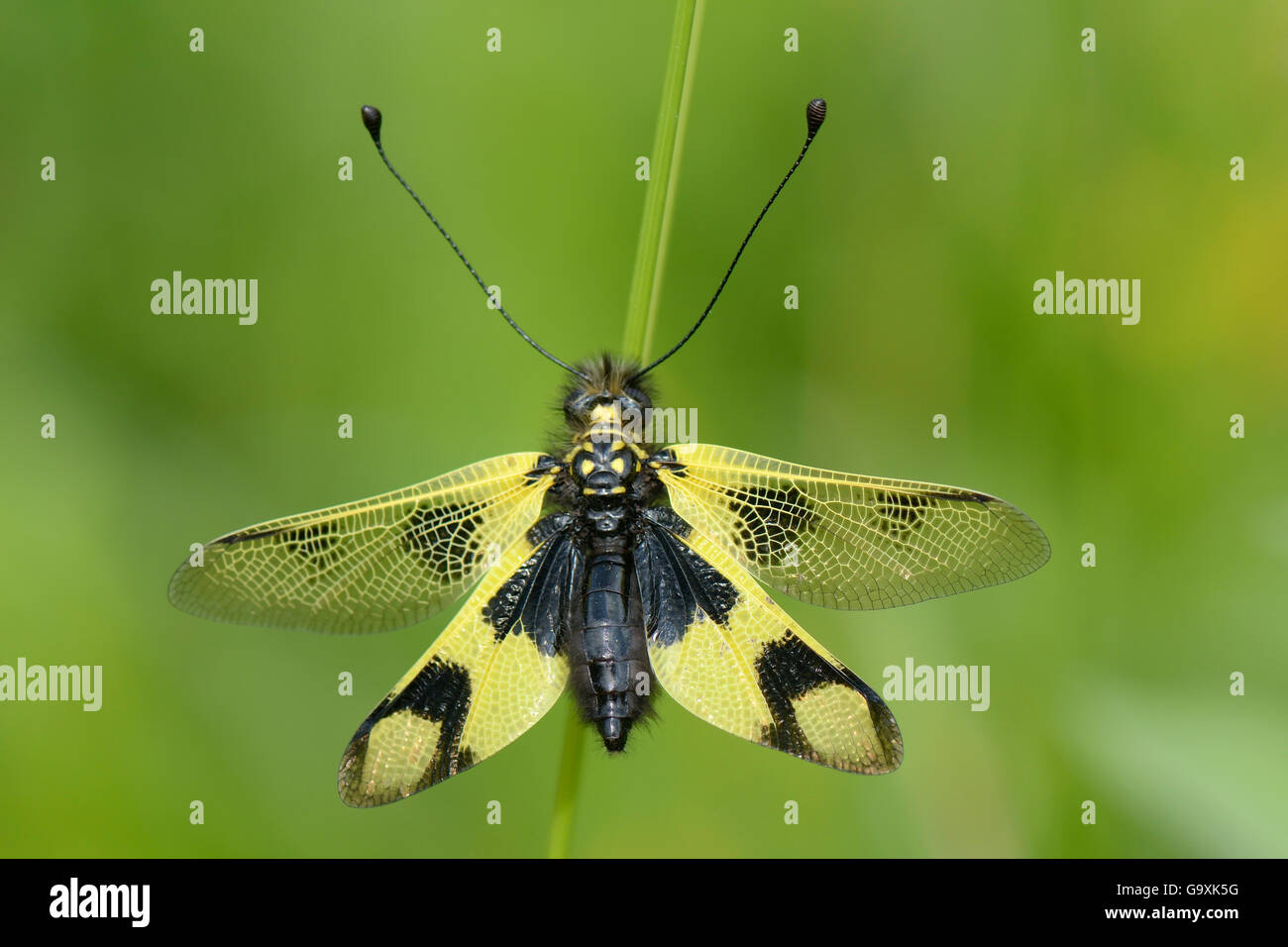 (Owlfly Libelloides longicornis) in appoggio su una pianta stelo in un fiore alpino prato, Sutjeska Park, Bosnia e Erzegovina, Luglio. Foto Stock