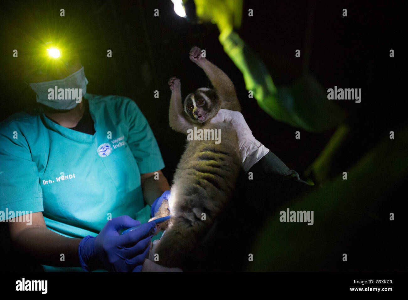 Bogor, Indonesia. Il 27 aprile 2016. Iavan slow loris getting visita medica di controllo a livello internazionale di soccorso degli animali a Bogor, West Java, ho Foto Stock