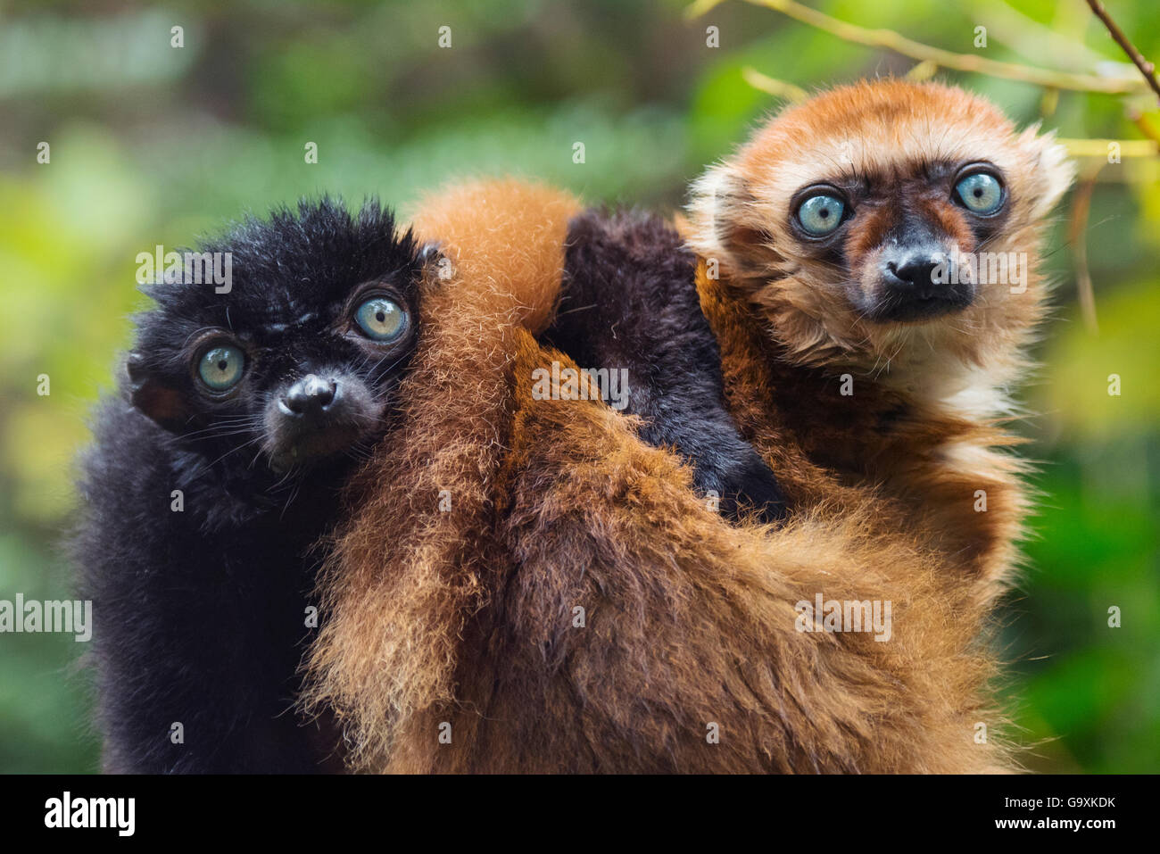 Blue-eyed / Sclater il lemure nero (il Eulemur flavifrons) maschio e femmina (sulla destra) captive, endemica del Madagascar., criticamente en Foto Stock