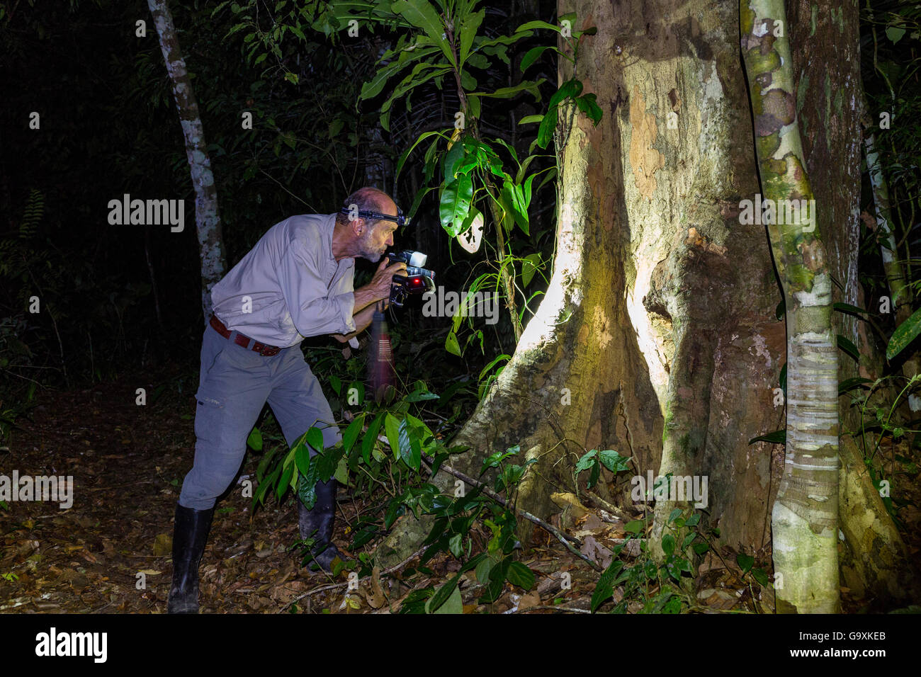 Il tedesco Wildlife Photographer Konrad Wothe, al lavoro nella foresta pluviale peruviana di notte, Panguana, bacino amazzonico, Perù. Foto Stock