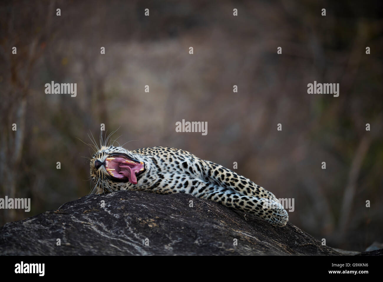 Leopard (Panthera pardus) maschio a sbadigliare mentre sdraiato su una roccia. Maggiore Parco Nazionale Kruger, Sud Africa, Luglio. Foto Stock