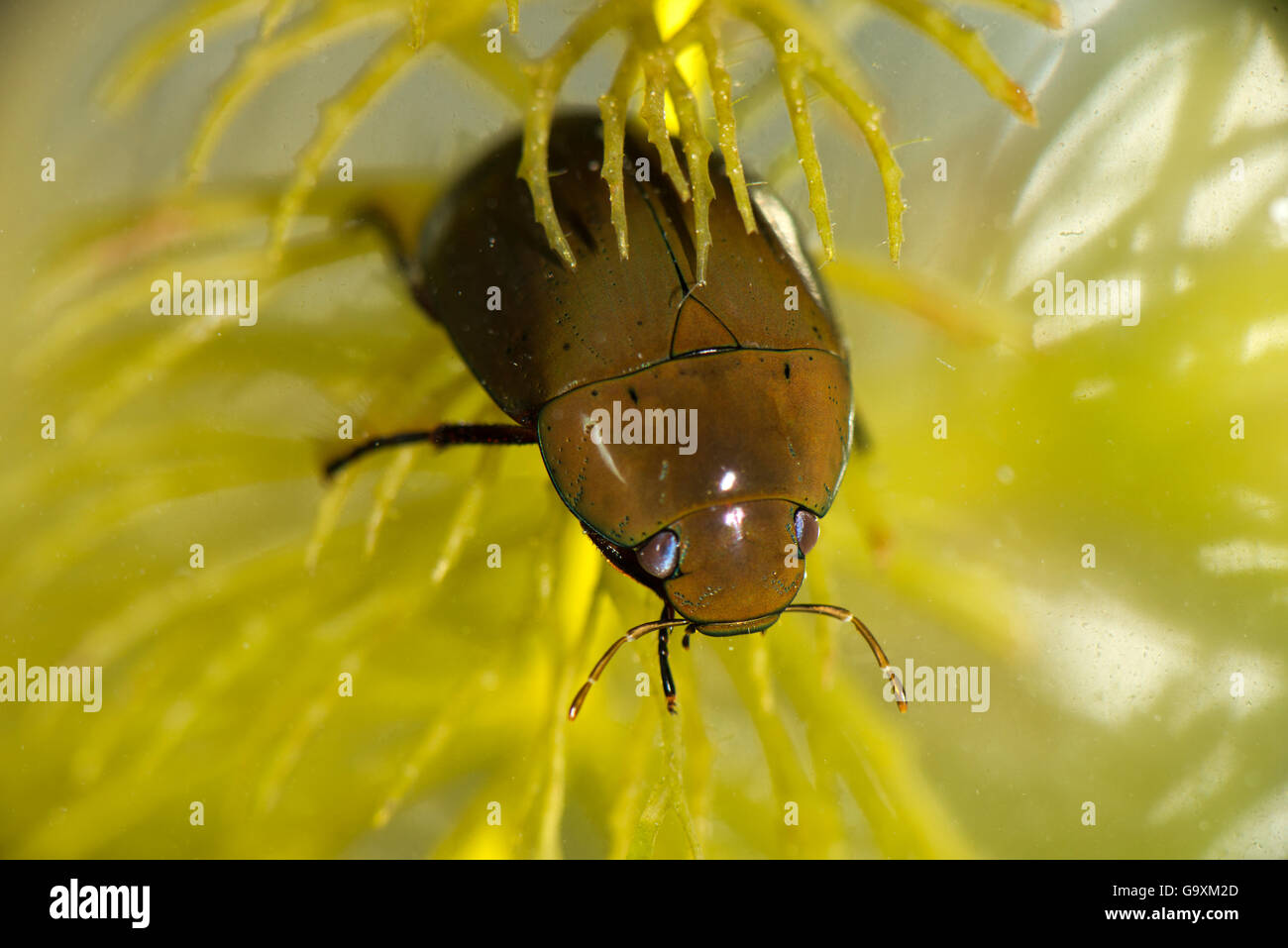 Argento minore diving beetle (Hydrochara caraboides), captive, Cheshire, Inghilterra, Regno Unito, Luglio. Foto Stock