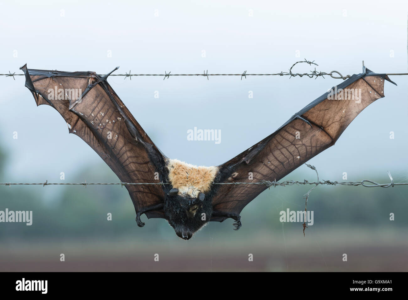 Spectacled flying fox (Pteropus conspicillatus) morti dopo aver intrappolato sul filo spinato. Altopiano di Atherton, Queensland Foto Stock