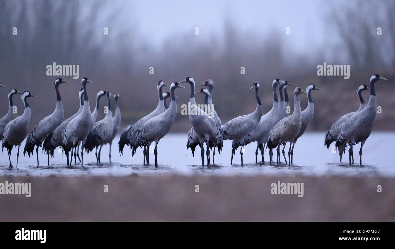 Gru comune (grus grus) gregge in piedi nel fiume Allier, Avergna Francia, Dicembre. Foto Stock