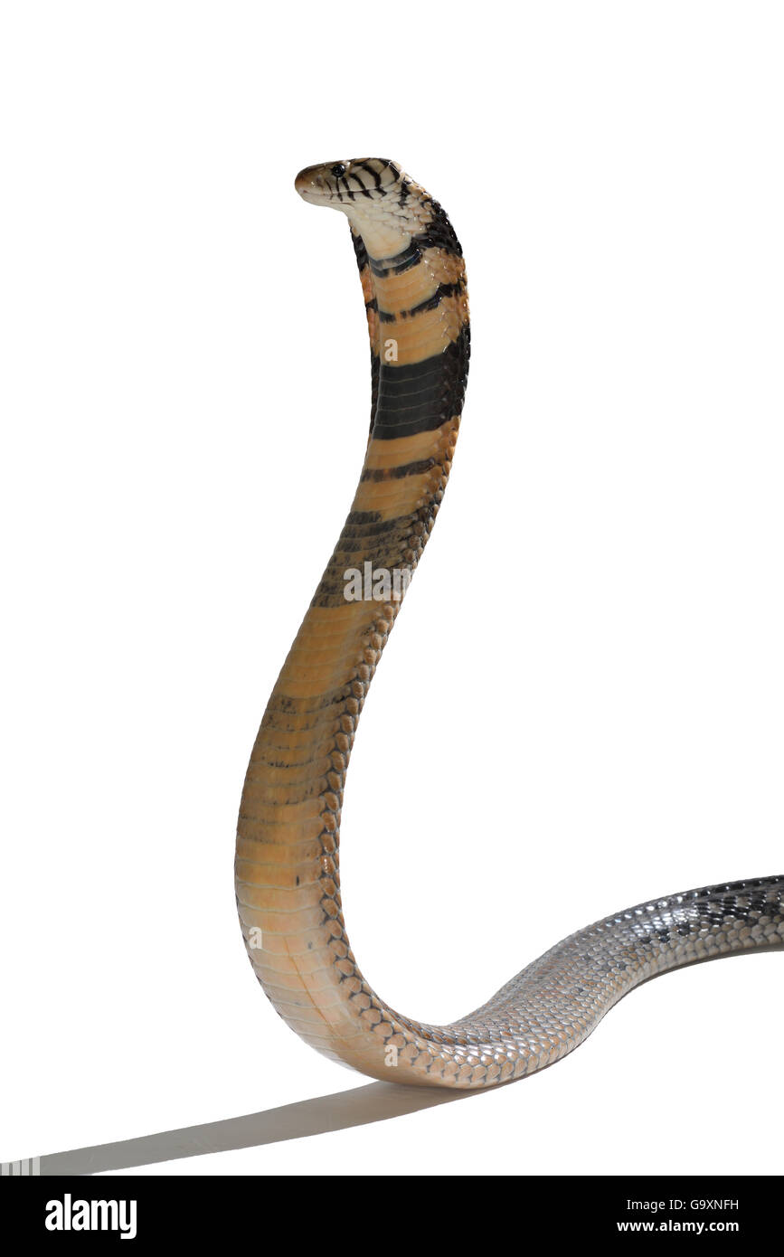 Forest cobra (Naja melanoleuca) nel display di minaccia, captive, avviene in Africa. Foto Stock