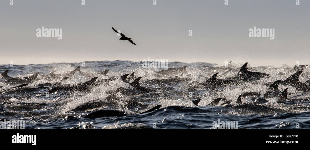 A lungo becco delfino comune (Delphinus capensis) scuola False Bay, Sud Africa, maggio. Foto Stock