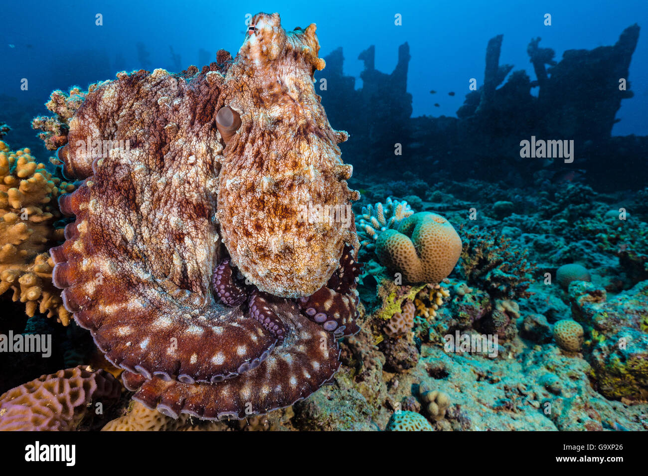 Reef polpo (Octopus cyanea) ritratto vicino al relitto. Gubal Island, Egitto. Mar Rosso. Foto Stock
